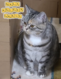 Watch Ralph Vs. Bella - Giant Cat Maze | Free TV Shows | Fawesome TV